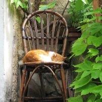 猛暑の夏を猫と快適に過ごすために注意すること！それは猫の熱中症 !