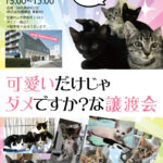 9月7日、猫さま譲渡会開催します！
