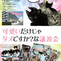9月7日、猫さま譲渡会開催します！