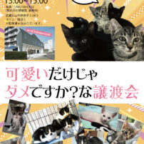 １０月１３日、猫さま譲渡会ですよ。