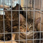 11/9譲渡会　有難うございました！