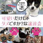 １２月14日、猫さま譲渡会です★
