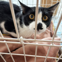 １４日、譲渡会有難うございました★＆ご挨拶。