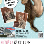 ３／１５（日）保護ねこ譲渡会を開催します🐾