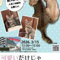 ３／１５（日）保護ねこ譲渡会を開催します🐾