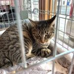 ２月１１日猫さま譲渡会、有難うございました