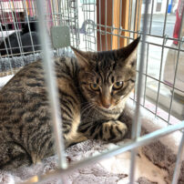 ２月１１日猫さま譲渡会、有難うございました