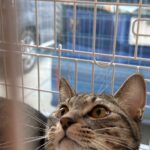 ３月１５日、譲渡会有難うございました★